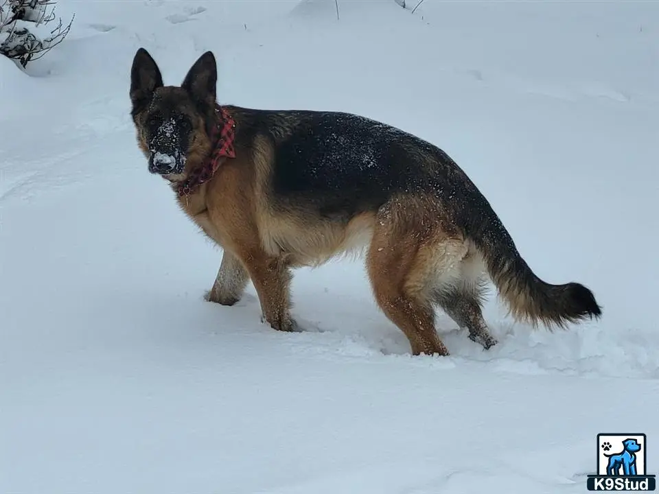 German Shepherd female dog